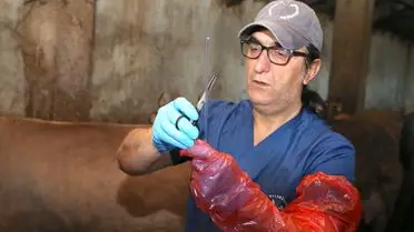 Aziziye Belediyesi Hayvan Çiftçilerine Suni Tohumlama ve Veterinerlik Desteği Sunuyor