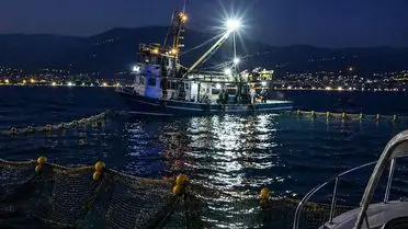 Gemlik Körfezi’nde Sardalya Avcılığına Dair Uyarı: Amatör Denizciler Dikkat!