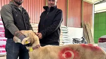 Sarıgöl’de Kurbanlık Pazarı Yoğunlaşmaya Başladı