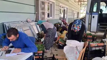 Sarıgöl’de Taze Bağ Yaprağı Alımları 100 TL’den Başladı: Üreticiler Memnun