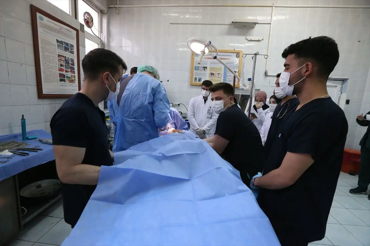 Kars'ta Hayvan Sağlığına Öncülük: Üniversite Hastanesi Çiftlik Dostlarını Tedavi Ediyor
