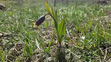 Mahcup lale çiçeği yakın çekim