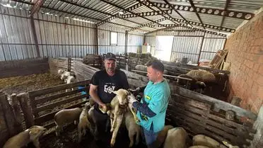 Küpelendikten sonra aşılama yapılan koyun ve keçi