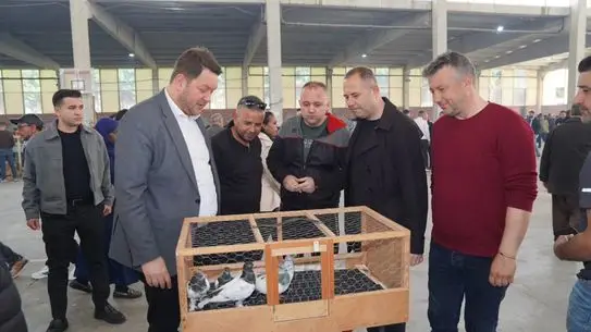 Festivalde sergilenen tavuk çiftliği