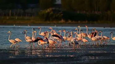 Flamingolar Erçek Gölü’ne doğru uçuşta