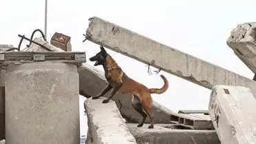 İzmir'in Yeni Kahramanı: Momo Arama Kurtarma Köpeği Oluyor