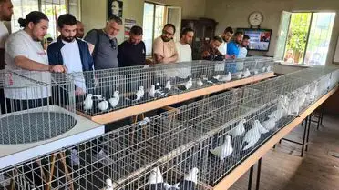 Denizli'nin Azman Güvercinleri 13. Irk Güzelliği Yarışması'nda Altın Madalya Kazandı
