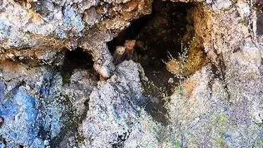 Artvin'in Şavşat ve Arhavi Bölgelerinde Dron ve Cep Telefonu ile Kaydedilen Anne Ayı Görüntüleri