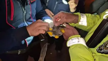 Ereğli'de İpe Sarmalanan Ebabil Kuşu Kurtarıldı: Hayata Dönüş Hikayesi