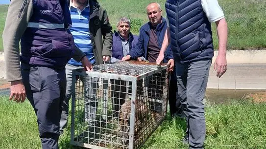 Kurtarılan karaca su içinde