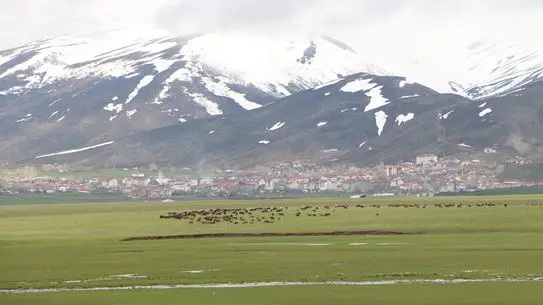 Karlıova’da Kar Yağışı Besicileri Zor Duruma Soktu: Yaylalara Çıkış İmkânsız