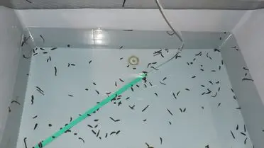 Keban’da Alternatif Tıbbın Yeni Yıldızı: Tıbbi Sülük Üretim Tesisi Açıldı