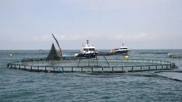 2027'de 'Türk Havyarı' Markasıyla İlk İhracat: Mersin'in Gururu Dünya Pazarına Açılıyor