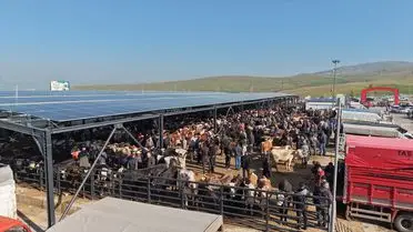 Çubuk'ta Kurban Bayramı Alışverişi: Canlı Hayvan Pazarı Yoğunluğu
