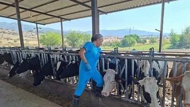 Aydın'da Şap Hastalığı Nedeniyle 17 Mahallede Acil Karantina Uygulandı