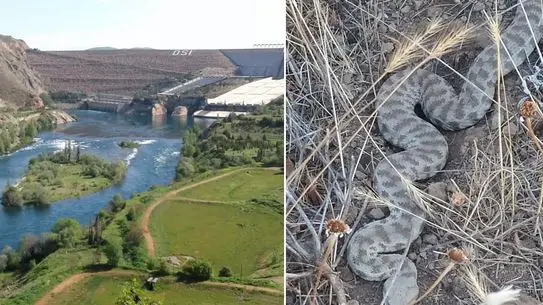 Elazığ’da Görülen Ölümcül Engerek Yılanı Vatandaşları Uyardı