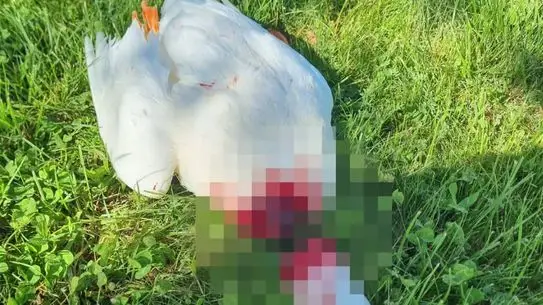 Avanos’ta Koruma Altındaki Kaz Başının Korkunç Kesilmesi Halkı Şaşırttı