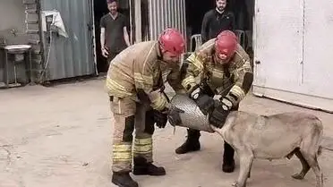 İnegöl'de Gebe Sokak Köpeği İş Makinesi Filtreden Kurtarıldı