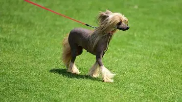 Antalya’da 1500 Köpek 25 Ülkeden Katıldı: Uluslararası Irk Standartları Yarışması Başladı