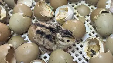 Sülünler ve Kahverengi Kokarca: Doğal Denge Mücadelesi