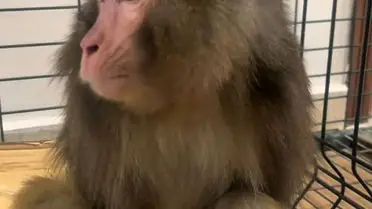 Koruma altındaki makak maymunu