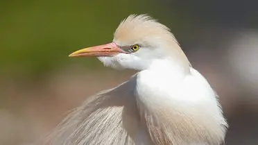 Nehil Sazlığı’nda kuş fotoğrafı