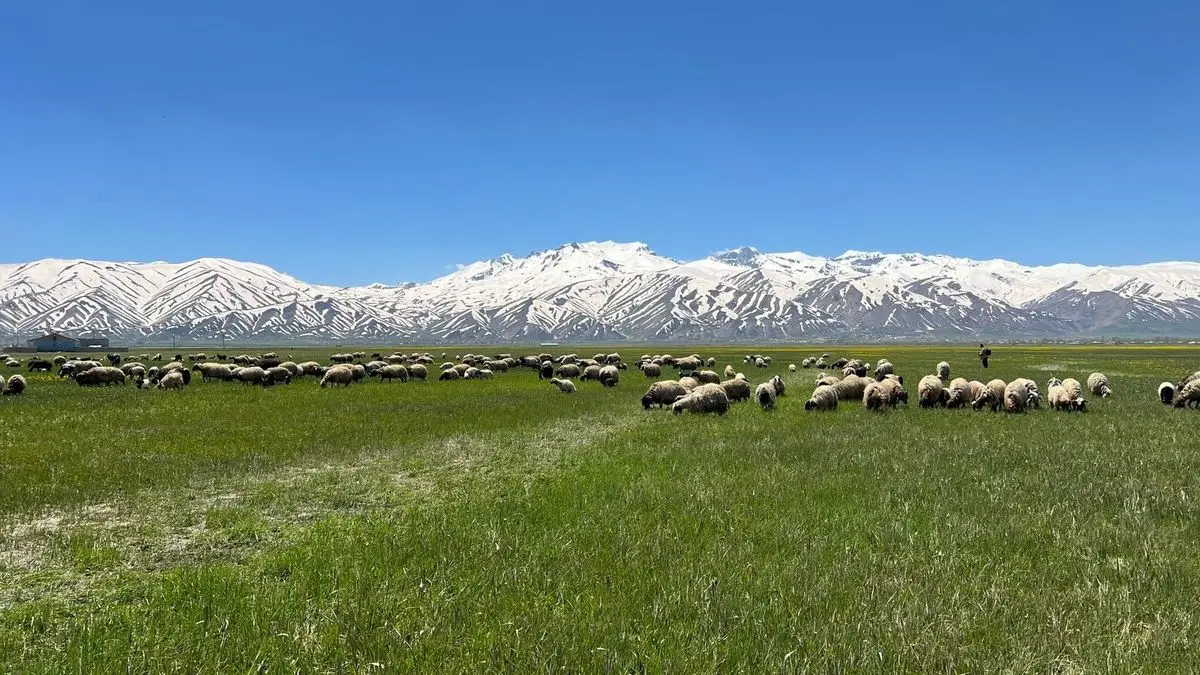 Yüksekova’da Sarı Çiçeklerin Dansı ve Dağların Bahar Şarkısı