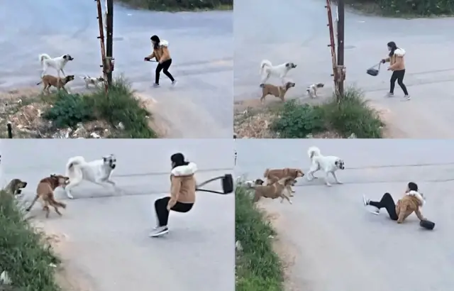 Sokak hayvanları için hazırlanan yeni barınak