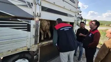 Bahşılı’da Kurban Bayramı Öncesi Hayvan Sevki Denetimi Başladı