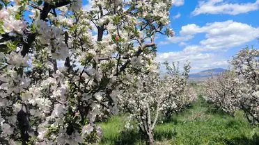 Çiçek açmış elma ağaçları
