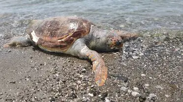 Fethiye Sahilinde Ölü Caretta Caretta Kelebeği: DEKAMER'den İlk İnceleme