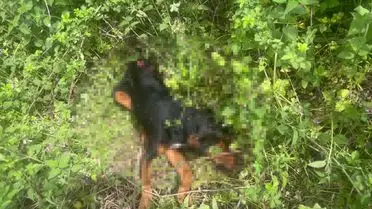İzmit’te Sahip, Tasmalı Köpeği Demir Sopayla Öldürerek Kanlarını Yıkadı