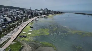 Deniz yosunu tabakası