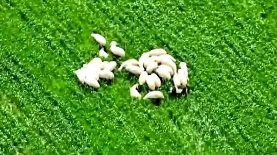 AFAD'ın Dronları Amasya'da Kaybolan 30 Koyunu Buldu