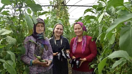 Üç Nesil Kadın Çiftçi Aksu’da Patlıcan ve Domates Hasadını Büyütüyor