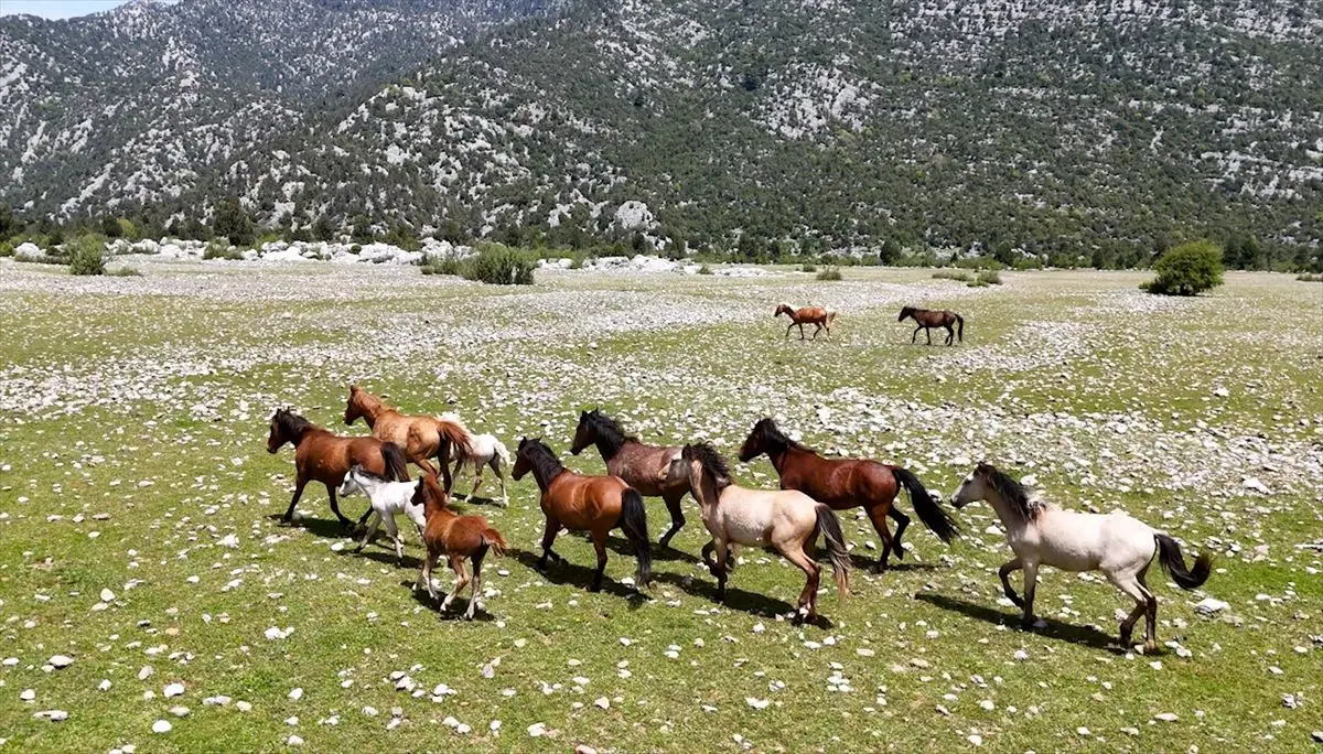 Eynif Ovası'nda Yılkı Atları Dronla Keşfedildi: Doğaseverlerin Yeni Gözdesi