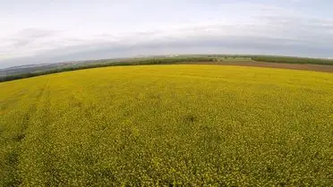 Edirne'nin Kanola Tarlalarında Yüksekten Uçan Paramotor Gösterisi