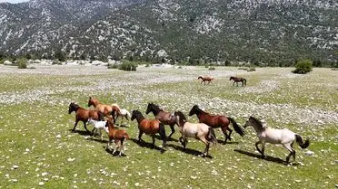 Dronla yakalanan yılkı atları