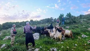Kilis'te 90 Kayıp Küçükbaş Hayvan Jandarma Operasyonu Sonucu Sahiplerine Teslim Edildi