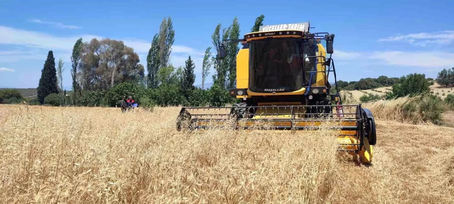 Türkiye’de Hububat Hasadı Başladı: Verimlilik ve Kontroller Odak Noktasında