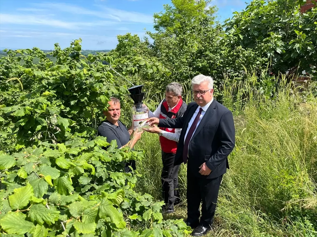 Kandıra’da Kahverengi Kokarcayla Mücadele Sürüyor