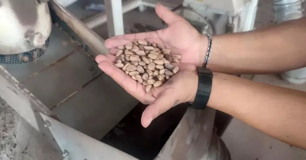 Aydın Çam Fıstığı Dünya Çapında Güçleniyor