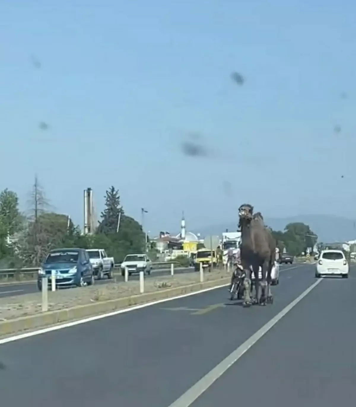 Deve Kaçtı, Sürücülere Zor Anlar Yaşattı