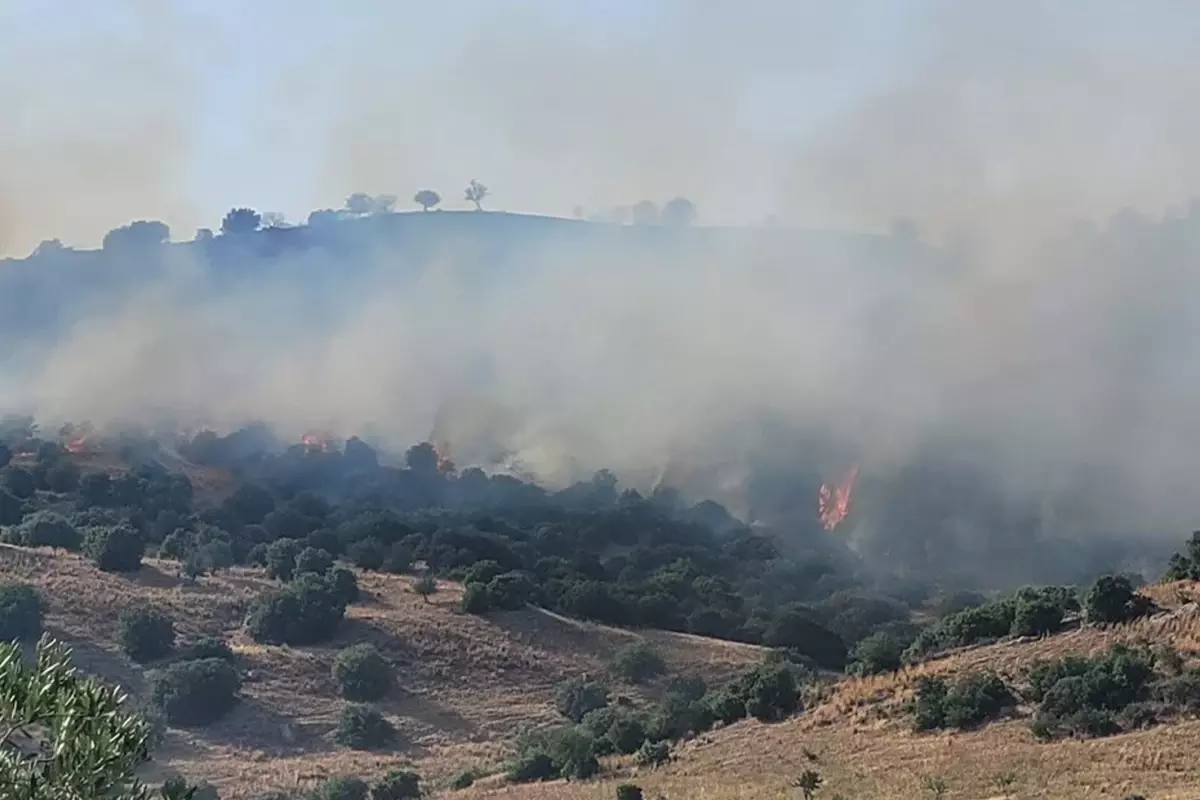 Aydın’da Orman Yangını: 3 Kişi Hastanelik Oldu