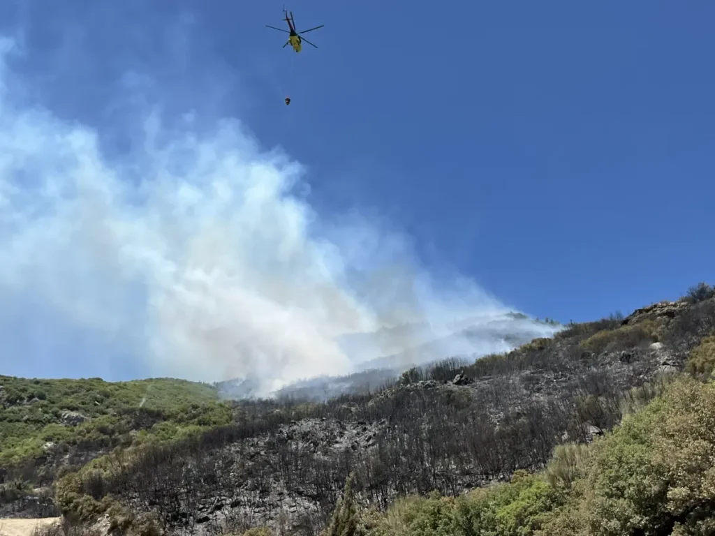 Aydın’da Ormanda Yangın: Ekipler Seferber Oldu