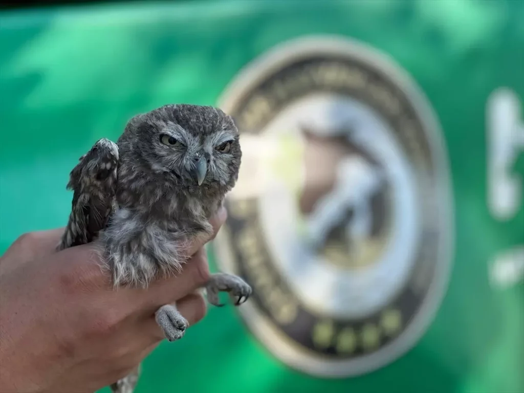 Yaralı Kukumav Kuşadası’nda Koruma Altına Alındı