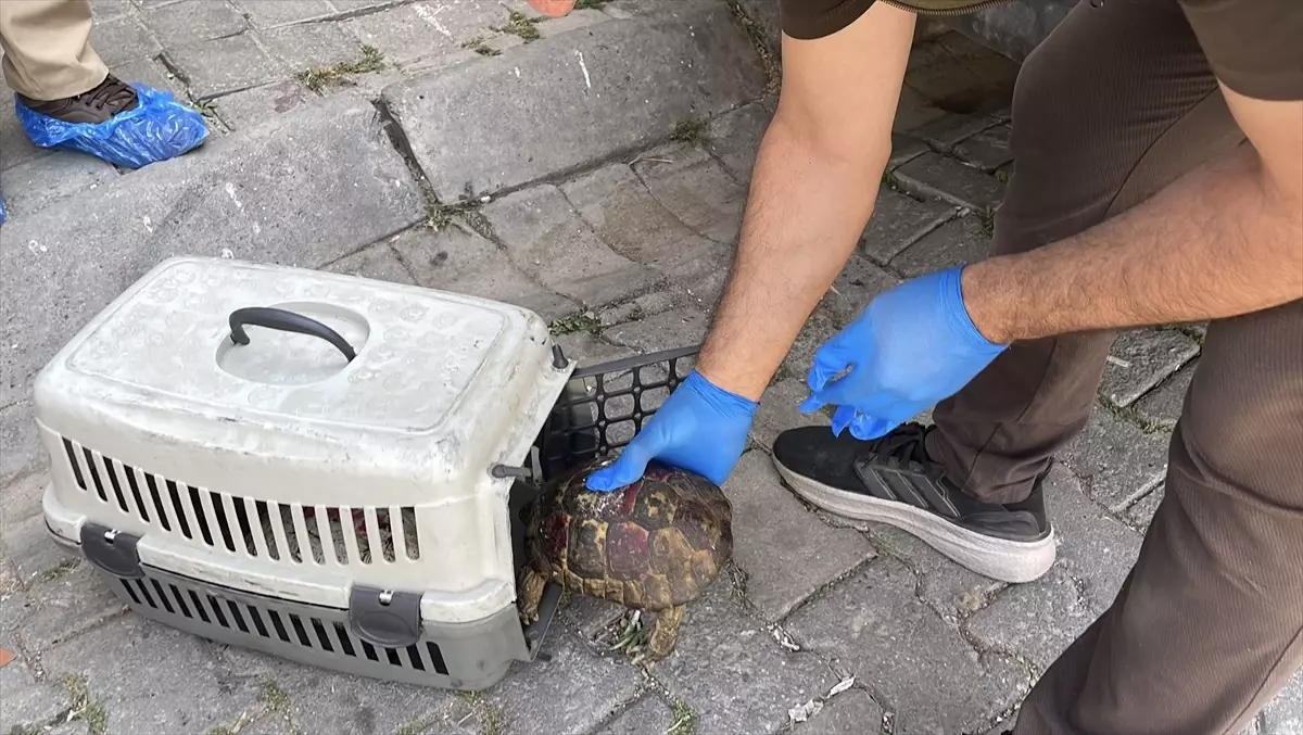 Aydın’da 4 Kamyon Çöp Çıkan Evde Hayvanlar da Bulundu