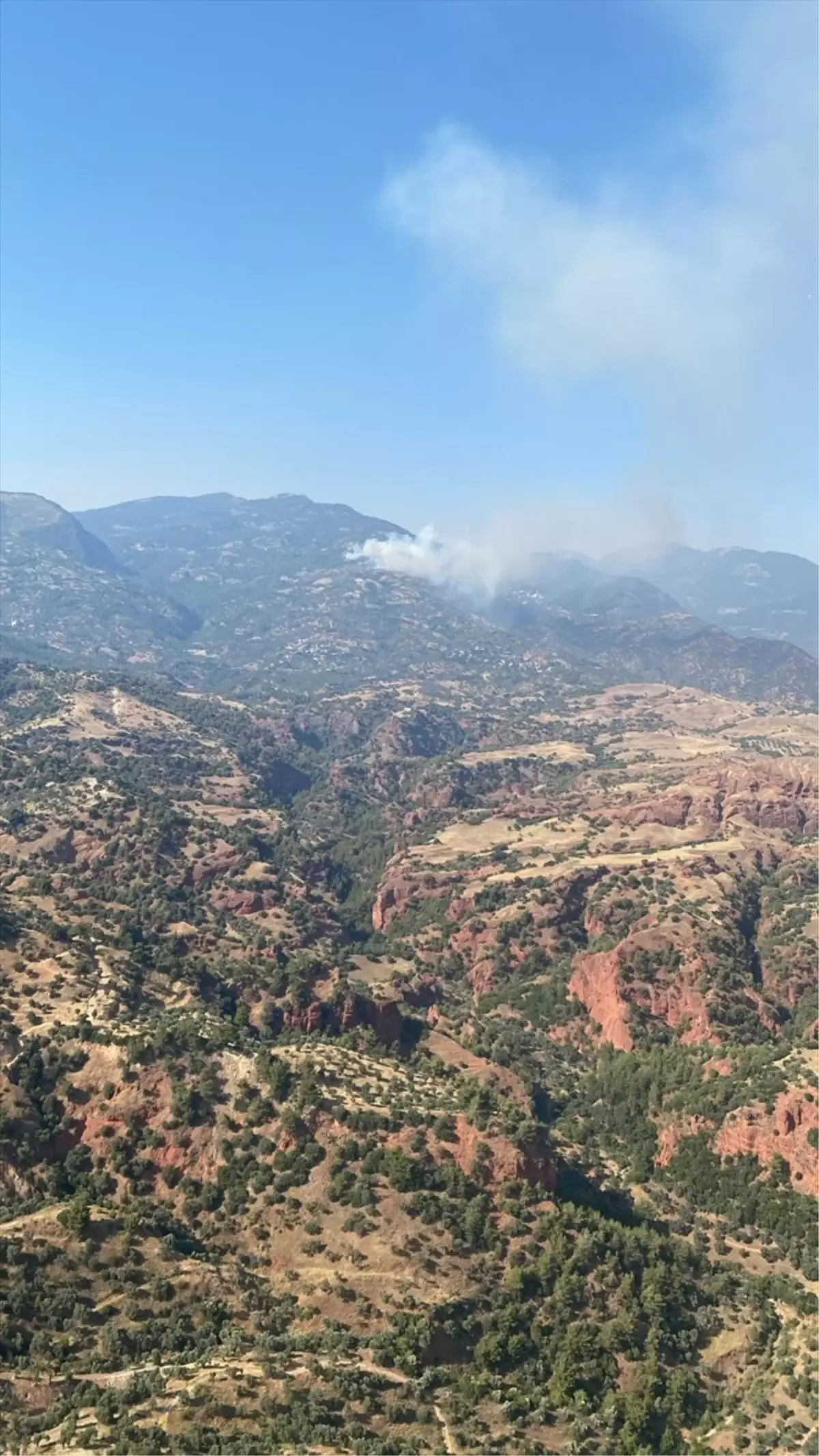 Aydın’da Çam ve Zeytinlik Alanlarda Yangınla Mücadele