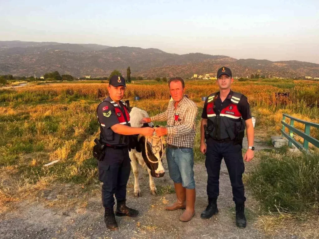 Çalınan Büyükbaş Hayvan Sahibine Teslim Edildi
