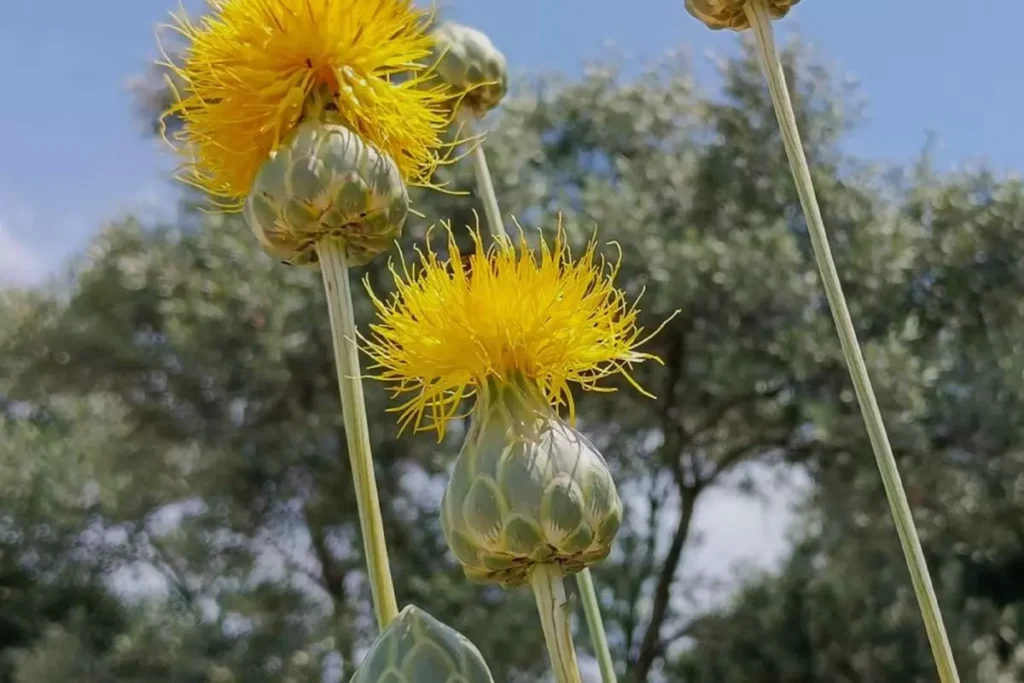 Endemik Tülüşah Çiçekleri Kuşadası’nda Görüldü